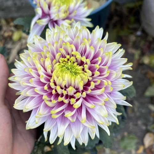 semillas de crisantemo - crisantemos semillas de silvestres sombra crisantemo Decoraciones otoñales un jardín resistente balcón balcón 900semillas