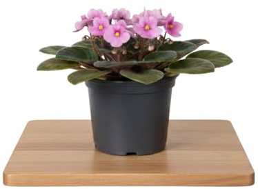 Saintpaulia Ionantha - Violeta Africana DECOALIVE Presentación 12 cm Altura 20 cm Planta para Dormitorio