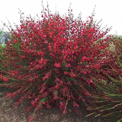 ginster - zimmerbonsai mehrjährig 150samen