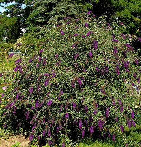 Sommerflieder Butterfly Tower 80-100cm - Buddleja