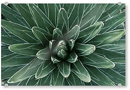 artboxONE Acrylglasbild 120x80 cm Natur Grüne Agave mit weißen Streifen - Bild Agave Agave Blatt
