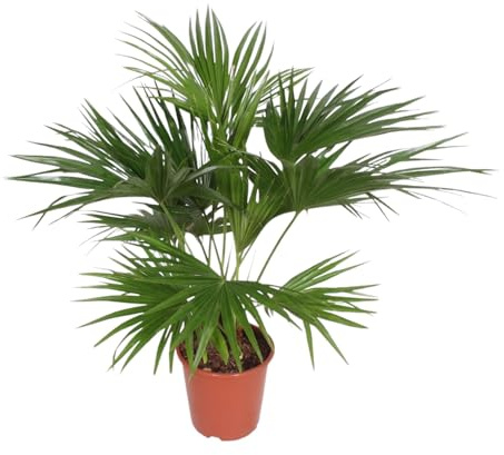 Exotenherz Livistona chinensis Palmier chinois Vert Hauteur env. 150 cm