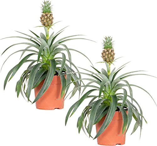 Bloomique - 2er-Set - Ananas comosus - Zier-Ananas - Bromelien - Zimmerpflanze - Luftreinigend - Höhe 30-40 cm - Topf 12 cm