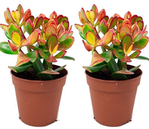Dos Plantas Crassula Ovata Suculentas Naturales Plantas de Jade o Árboles de Jade