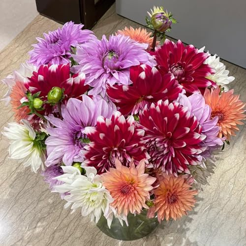 Dahlien, pflanztopf zimmerbonsai blumenzwiebeln kaufen stauden winterhart mehrjährig 10Zwiebeln