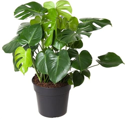 Costilla de Adán Calidad Holandesa Planta Natural