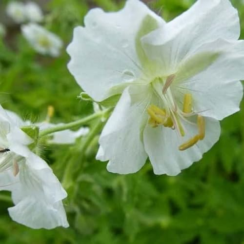 6x Weißer Storchschnabel 'Album' - Geranium phaeum ‘Album’ - Topf 9x9cm