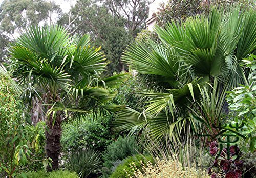 Giardino paesaggistico Trachycarpus Fortunei Semi 60 pezzi, Famiglia Arecaceae Semi di palma mulino a vento cinese, Semi di palma Abbellire Chusan
