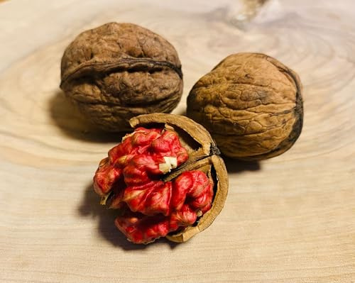 Rote Donaunuss Juglans Regia Samen, 10 Stück, Walnussbaum