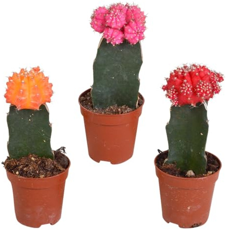 Kakteen | Gymnocalycium Mix | Japan mix | 3 Stück | diverse Farben | Ø 5,5 cm | ↕ 16-22 cm | Pflegeleichte Zimmerpflanzen