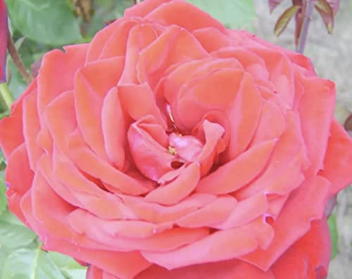 'Loving Memory' Potted Rose - Large Crimson Shapely Blooms - Hybrid Tea Rose - 4 Litre Pot - Bereavement Rose