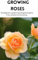 GROWING ROSES : The beginner's guide to growing Rose plants from varieties to harvesting