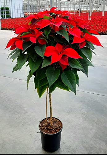 POWERS TO FLOWERS - STELLA DI NATALE ROSSA AD ALBERELLO, ALTEZZA 110CM, vaso 19cm, piante vere