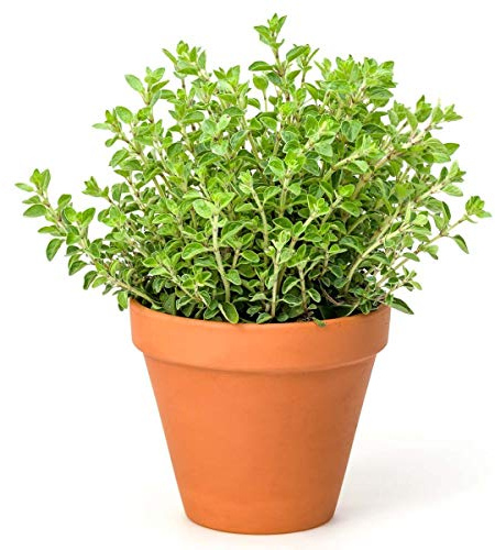 Orégano con Maceta de Cerámica Natural Planta Aromática con Propiedades Culinarias