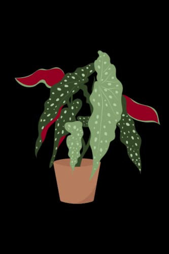 Polka Dot Begonia