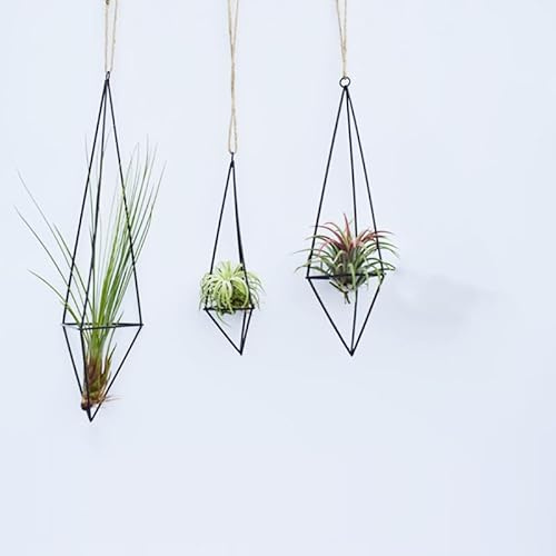 GOVNPJ 3 Stück hängende Luftpflanzenhalter, Gemometrisches Metall-Luftpflanzenregal mit Seil, Luftpflanzen Aufhänger, 3 Größen, Tillandsia-Aufhänger für Zuhause, Büro, Dekoration