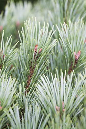 Pinus sylvestris 'Martham' 50–60 cm – Winterhart, Immergrün, Pflegeleicht – Waldkiefer – Heckenpflanze für Garten & Windschutz
