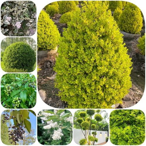 Semi di siepe di ligustro, arbusti sempreverdi, resistenti all'inverno verdi d'appartamento per luoghi soleggiati arbusti fioriti, resistenti organico giardino vecchie 500pcs