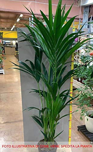 1 planta de Kentia Kenia en maceta de 17 cm de interior para aparatos.