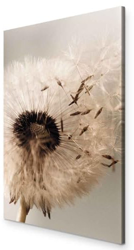 murando - Akustikbild Blumen Bilder Akustikschaum Hochleistungsschallabsorber Schallschutz Leinwand 1 tlg Wandbild Raumakustik Schalldämmung Pusteblume Natur b-C-0499-b-a