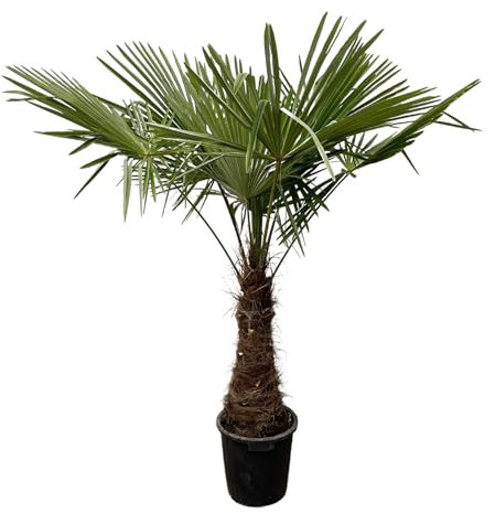 Trendyplants - Trachycarpus Fortuneii - Chinesische Fächerpalme - Höhe 230-250 cm - Winterhart - Gartenpflanze - Topfgröße Ø45cm