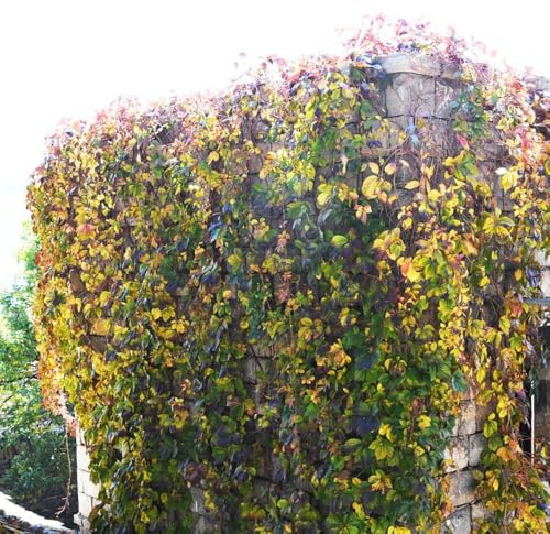 semi di scalatrice semi di Parthenocissus tricuspidata, balcone le sono resistenti giardino interno le scalatrici sono resistenti 70pcs