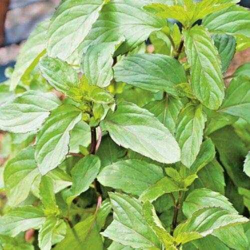 Approx 2000 Seeds of Herb Peppermint Mentha Piperita
