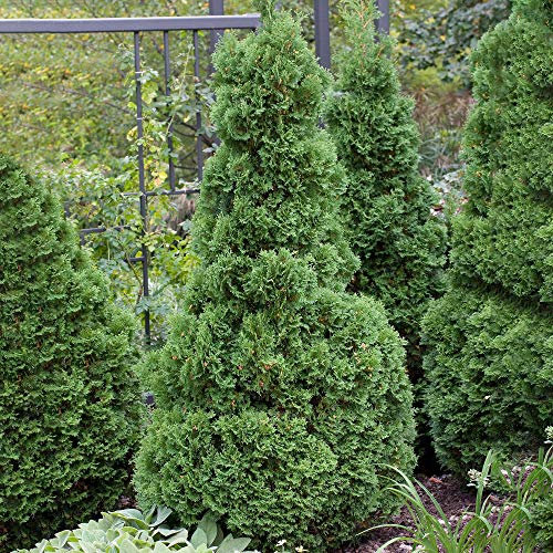 Thuja Holmstrup White Cedar Dense Fragrant Foliage Evergreen Coniferous Shrub (20-30cm (Incl. Pot))