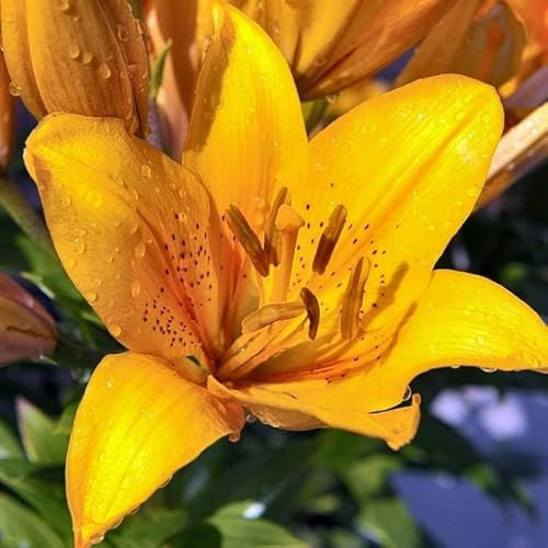 Set 10x Lilienzwiebeln Asiatische lilie Lilium Zwiebeln Onion Knollen Gelb Yellow Cordelia