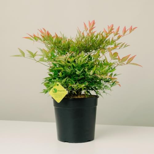 Plantì NANDINA DOMESTICA. Arbusto, Pianta Sempreverde da Esterno con Vaso da 19cm-Piante vere da Esterno, Giardino e Terrazzo. 6 mesi di Concimazione. Idea Regalo Pianta da Esterno (Gulf Stream)