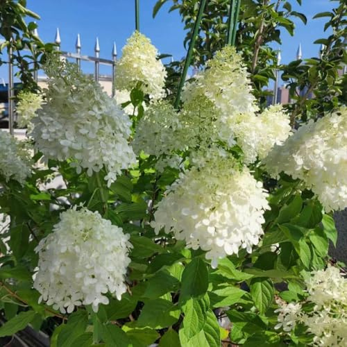 ortensia pannocchia balcone giardino che amano 1piante