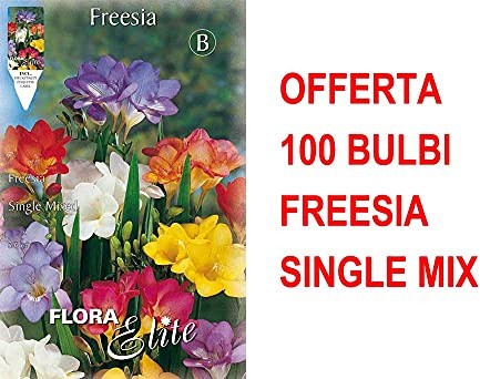 OFFERTA 100 BULBI FREESIA SINGLE MIXED BULBS BULBES