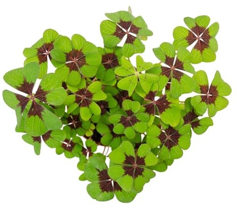 Oxalis tetraphylla o Oxalis Deppei Natural Hierba de Exterior