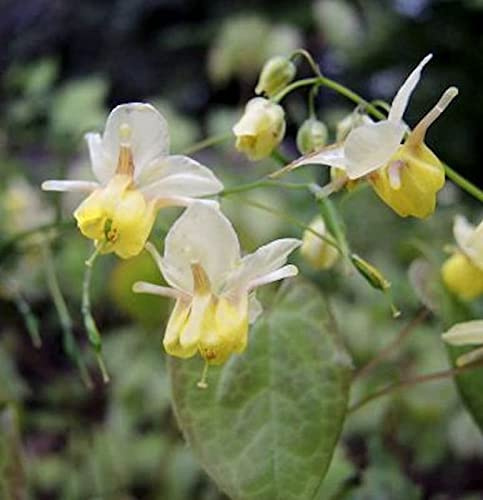 Elfenblume Sphinx Twinkler - Epimedium cultorum - lebende Gartenpflanze aus den Baumschulen