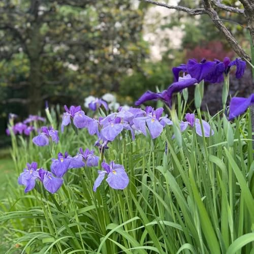 iris - resistenti in vaso balcone sostenibili primaverili rari resistenti giardino e balcone giardino interno decorazioni per 4Bulbi
