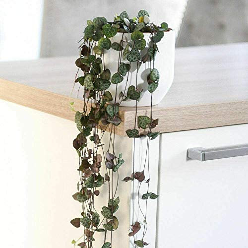 Ceropegia Woodii Ceropegia Rosary Vine String of Hearts Indoor Trailing House Plant Unique & Undemanding Ceropegia Rosary Vine, String of Hearts Plants by Thompson and Morgan (2 x Plant in 8cm Pot)