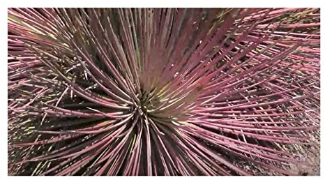 Stk - 10x Agave stricta Rubra Agaven Garten Pflanzen - Samen ID741 - Seeds & Plants Shop by Ipsa