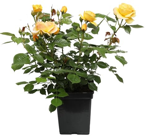 Rosal Grandiflora Amarillo Flores Naturales que Elevan la Estética de tu Jardín