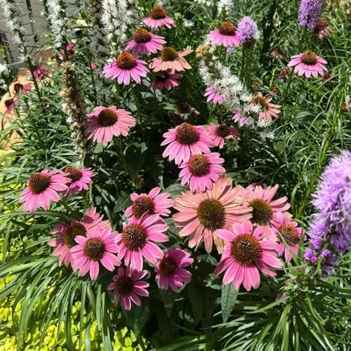 sonnenhut - gartenpflanzen zimmerpflanzen blumensaat kräutergarten sonnenhut blumensamen kräutersamen bodendecker winterhart mehrjährig blumendeko winterharte kübelpflanzen 25samen