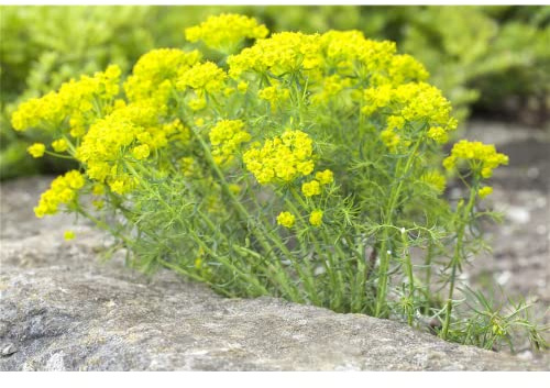 Euphorbia cyparissias - Zypressen-Wolfsmilch - 9cm Topf