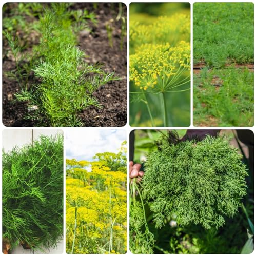 semi di aneto biologici da giardino tappezzanti di aneto perenni da balcone, orto da interno, 600pcs