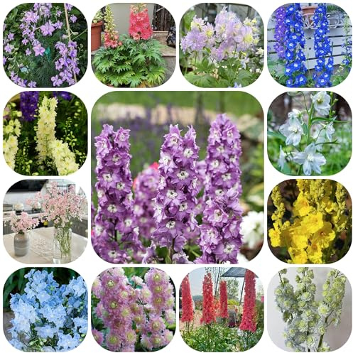 rittersporn, garten alte sorten wildblumensamen exotische herbstblumen winterhart gartendeko 1000samen