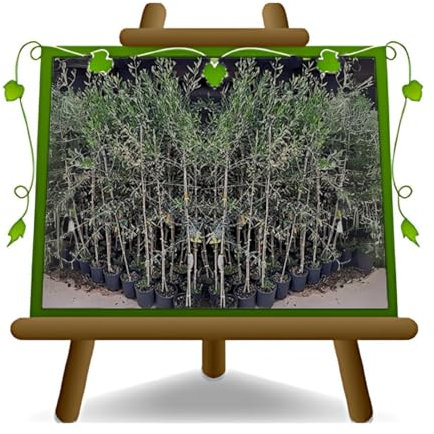 EURO PLANTS VIVAI Olivier Maurino plante fruitière en pot 22 cm hauteur 160-170 cm – Âge 4 ans