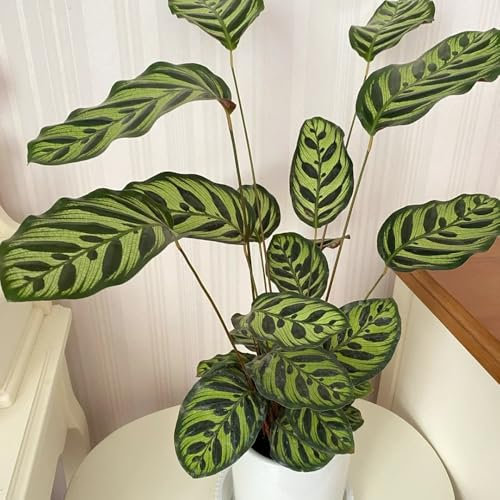 100 pcs calathea pflanze samen - pflanzen garten blumensamen gastgeschenk deko garten garten blumen mini pflanzen gartenpflanzen stauden winterhart mehrjährig balkonpflanzen winterhart