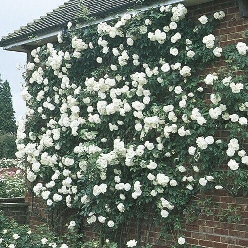 Potted 2 Litre Climbing Rose Iceberg Perennial Plant