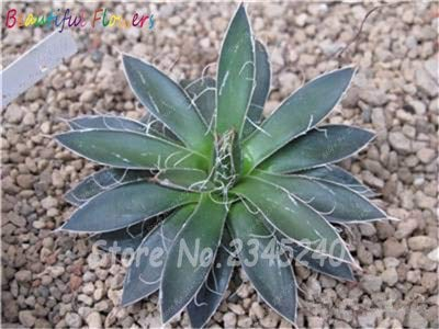 Bloom Green Co. 100 pc/Sacchetto Semi di Aloe Cactus Agave, Piante succulente Rare Bonsai Semi Agave-Americana Vaso Agave Piante per Il Giardino Domestico: 23