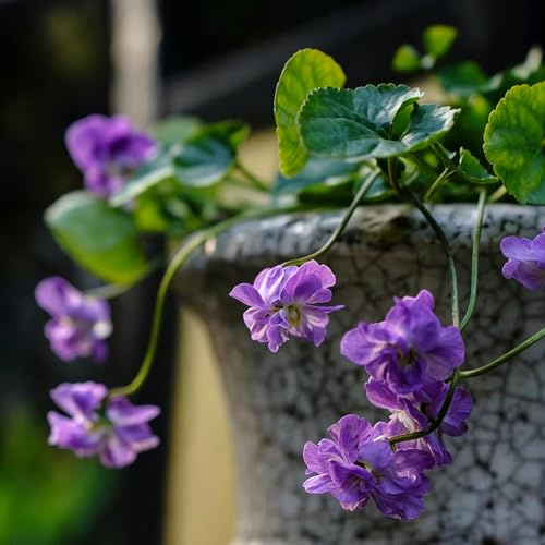violetas fragantes - Viola odorata - balcón de decoración decoraciones de jardín exteriores balcón decoración balcones semillas 35pcs