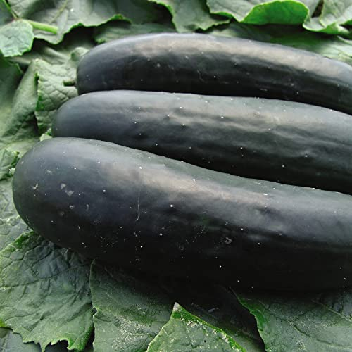 Outdoor Cucumber Seeds 'Jogger' F1 Hybrid American Slicer Cucumis sativus Half-Hardy Annual Easy to Grow Your Own Garden Vegetables 1x Packet (Approx. 12 Seeds) by Thompson and Morgan