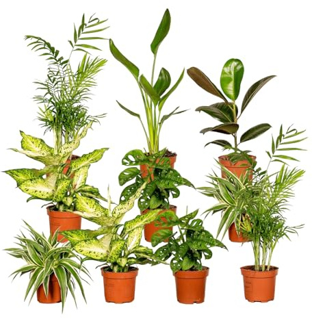 Trendyplants - Boîte surprise - 10x Plante d'intérieur - Hauteur 20-35 cm - Taille du pot Ø10,5-12cm