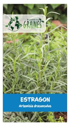 1000 graines de Estragon de Russie - Artemisia dracunculoides.